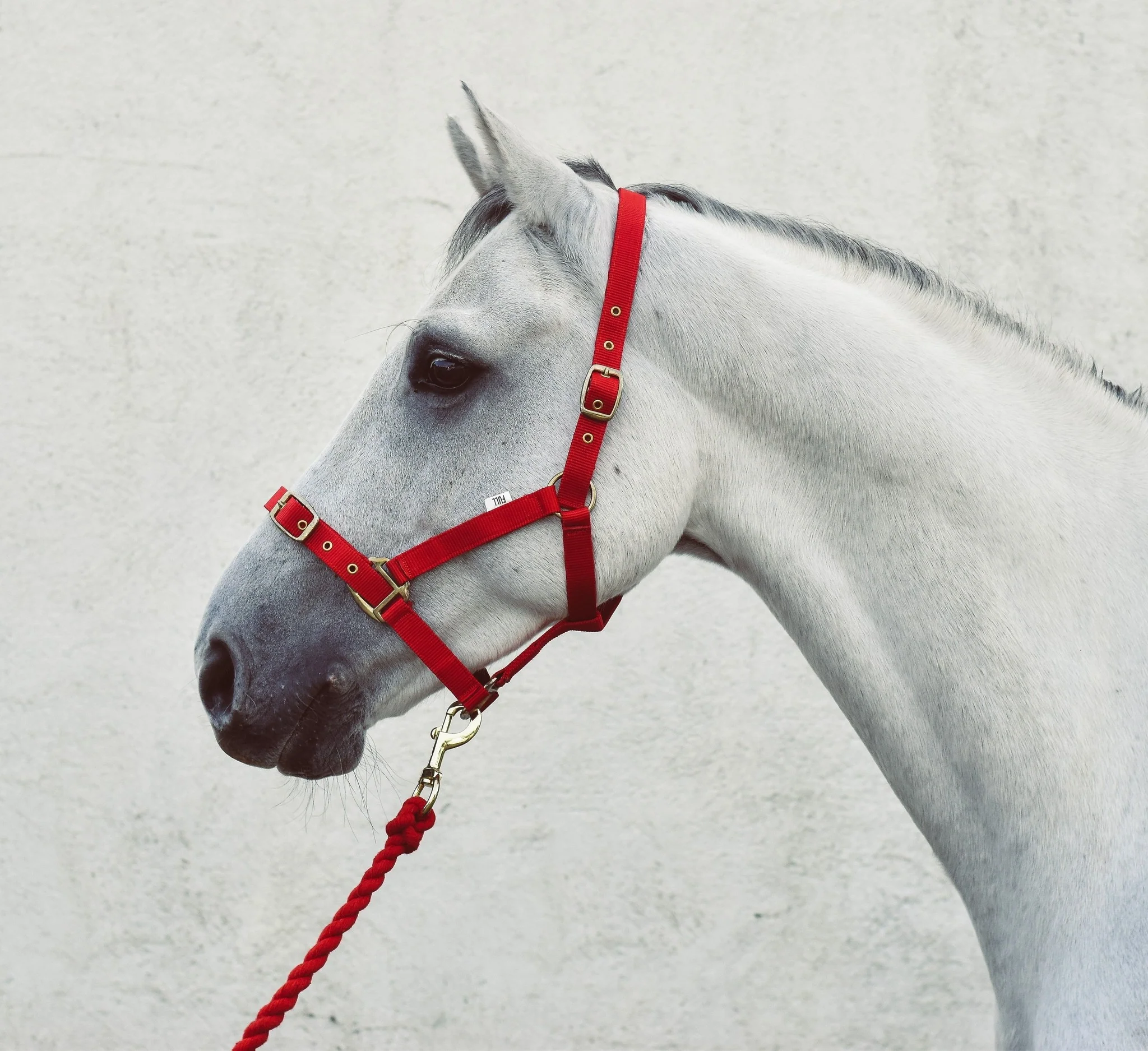 Mackey Economy Webbing Headcollar - Image 5