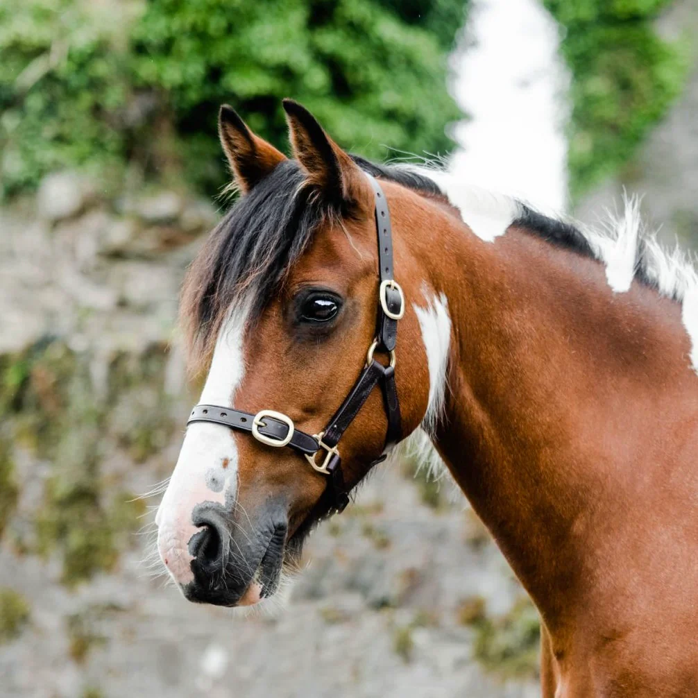 Mackey Equisential Leather Headcollar