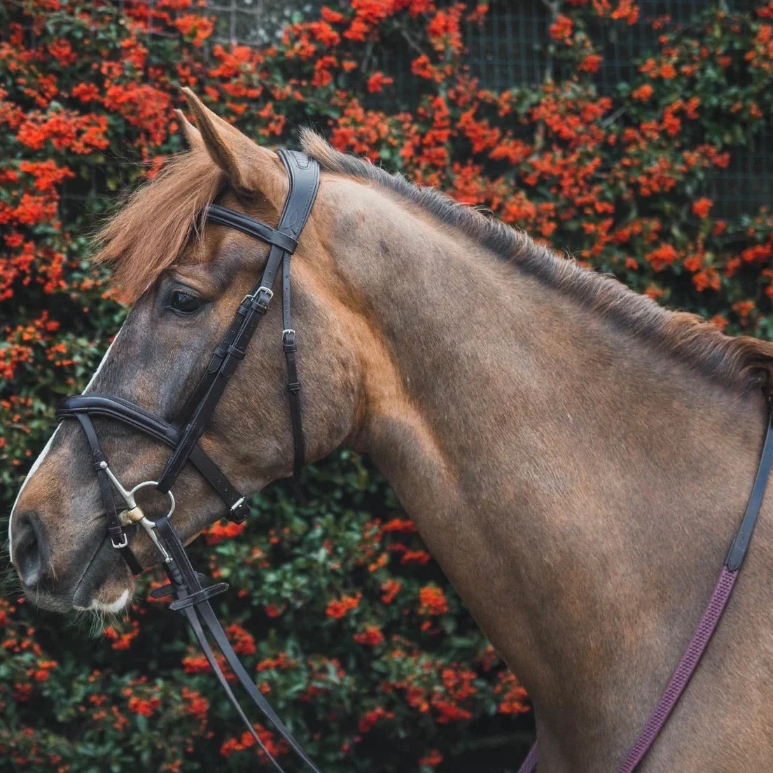 Mackey Legend Athena Bridle - Image 2