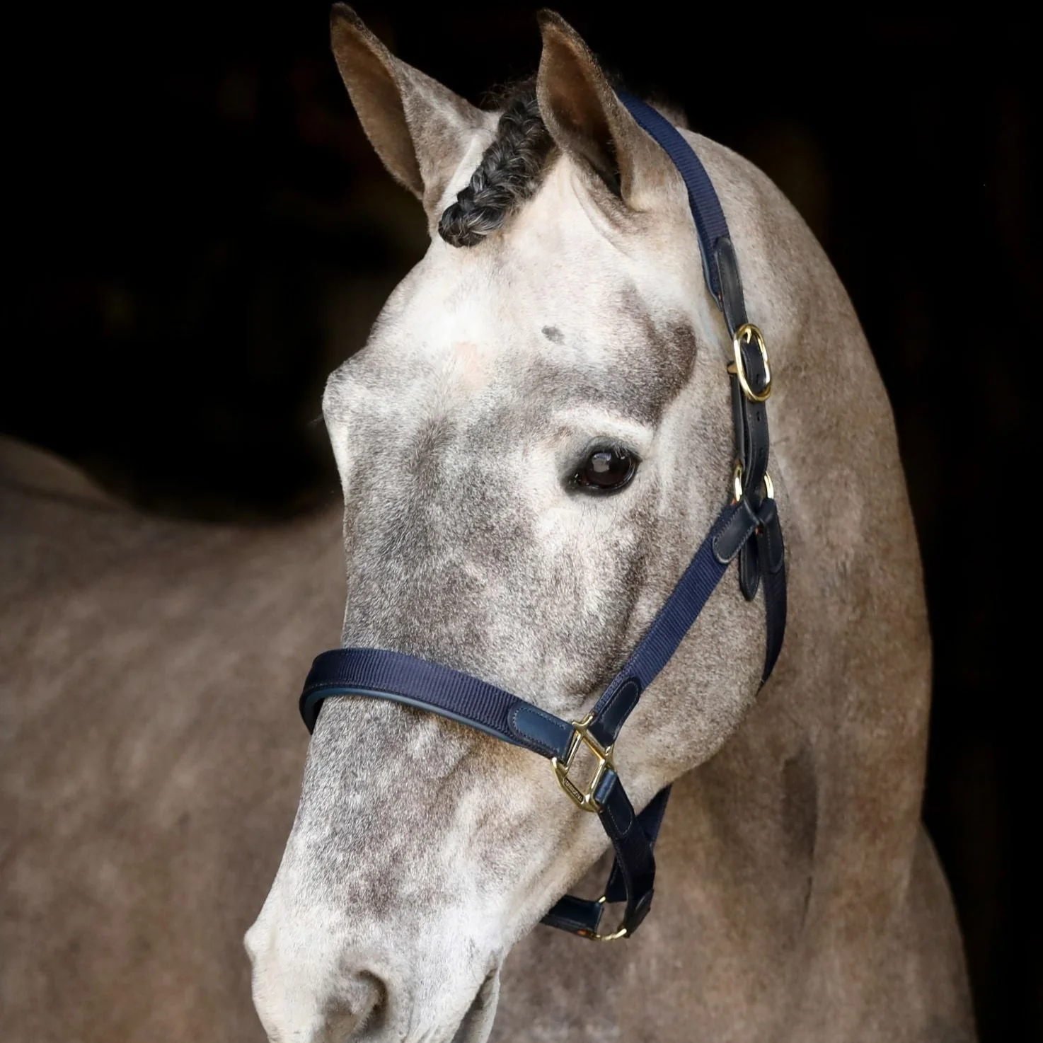 Mackey Safety Headcollar