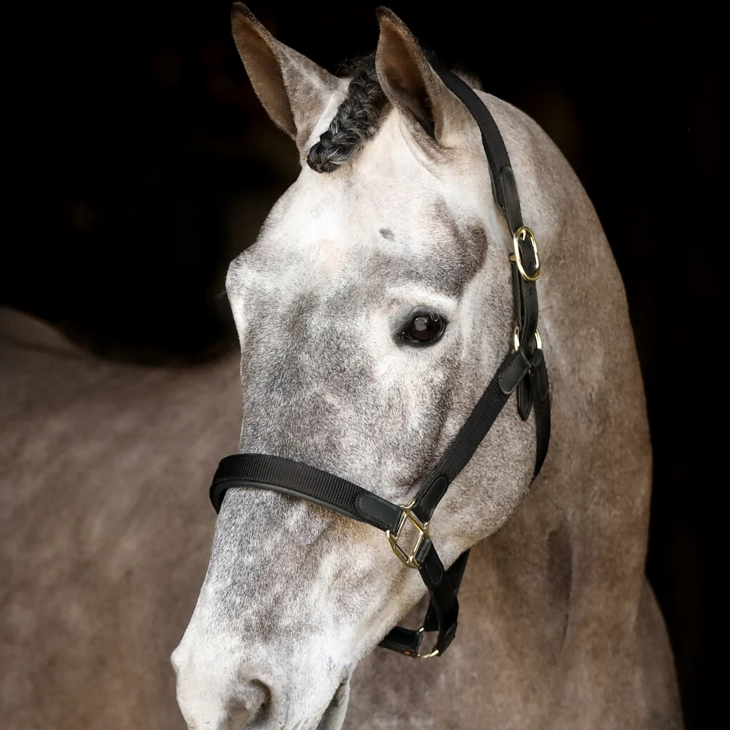 Mackey Safety Headcollar - Image 2