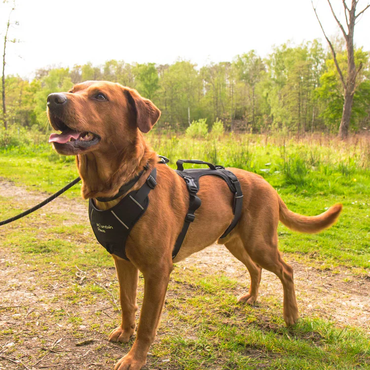 Mountain Paws 3-Strap Dog Harness - Image 10