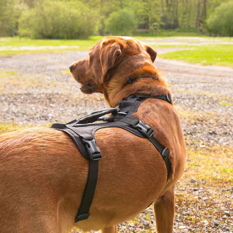Mountain Paws 3-Strap Dog Harness - Image 8