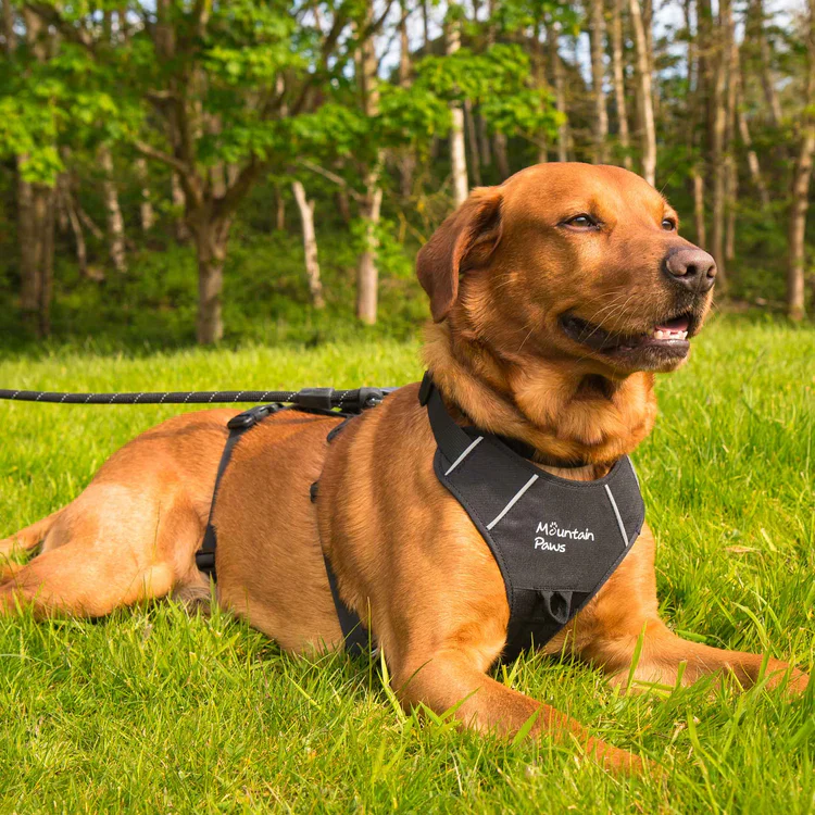 Mountain Paws 3-Strap Dog Harness - Image 9