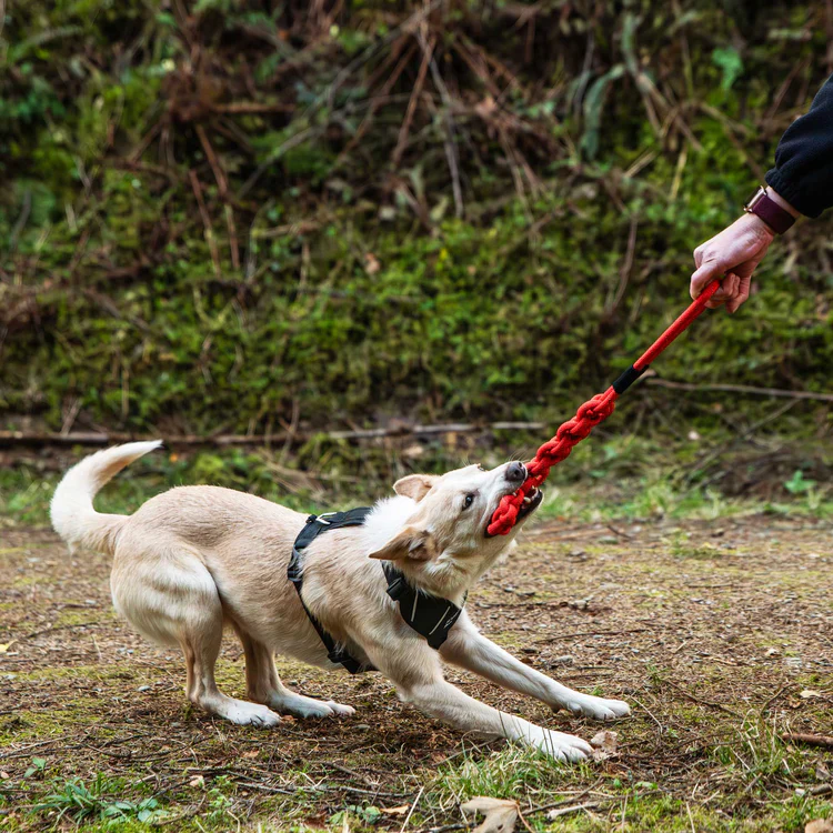 Mountain Paws Braided Chew Rope Dog Toy - Image 5