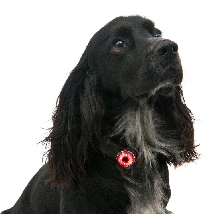 Mountain Paws Dog Safety Light - Image 10