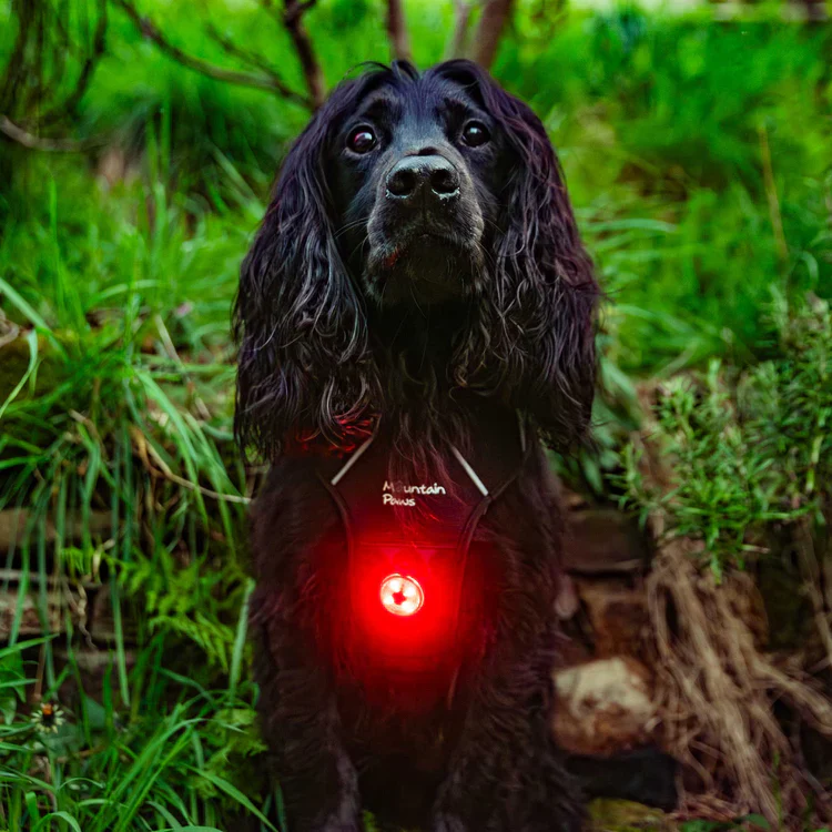 Mountain Paws Dog Safety Light - Image 2