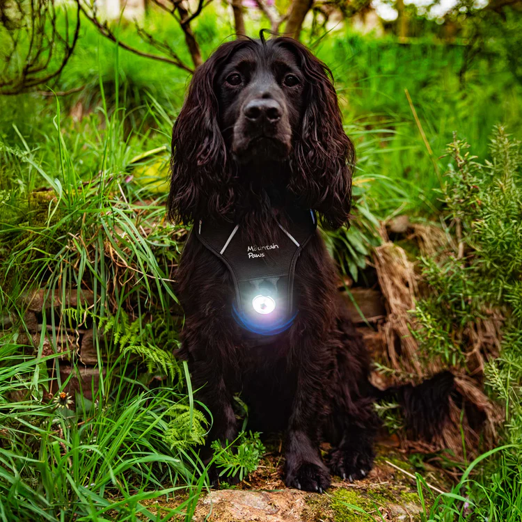 Mountain Paws Dog Safety Light - Image 4