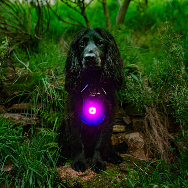 Mountain Paws Dog Safety Light - Image 5