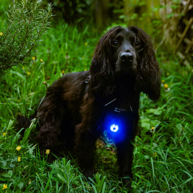 Mountain Paws Dog Safety Light - Image 2