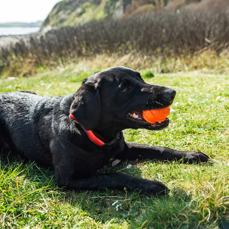 Mountain Paws Dog Wave Treat Ball Dispenser - Image 3