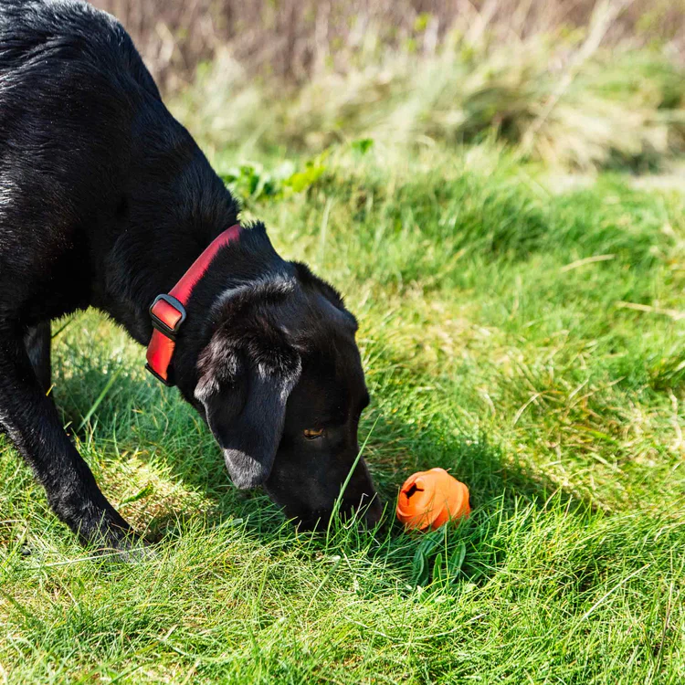 Mountain Paws Dog Wave Treat Ball Dispenser - Image 4