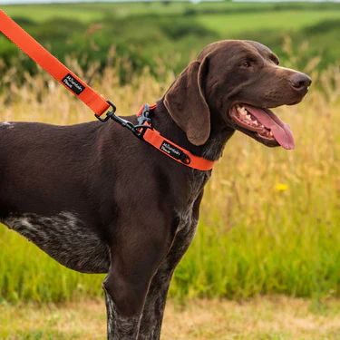 Mountain Paws Extra Tough Dog Collar - Image 11