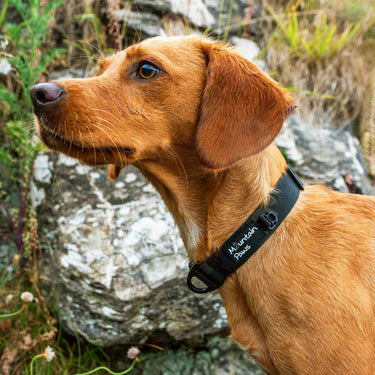Mountain Paws Extra Tough Dog Collar - Image 13