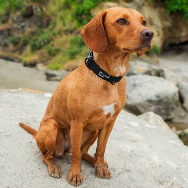 Mountain Paws Extra Tough Dog Collar - Image 2