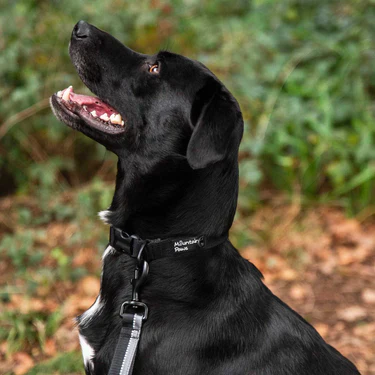 Mountain Paws Extra Tough Dog Collar - Image 3