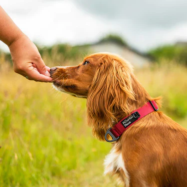 Mountain Paws Extra Tough Dog Collar - Image 7