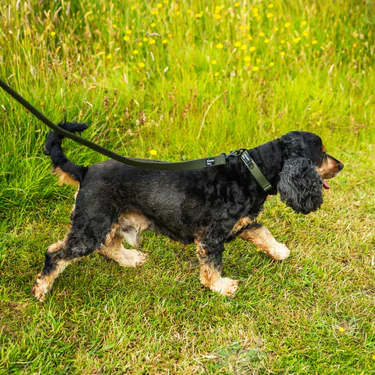 Mountain Paws Extra Tough Dog Collar - Image 9