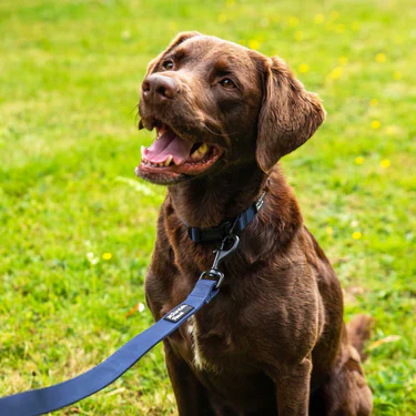 Mountain Paws Extra Tough Dog Lead - Image 5
