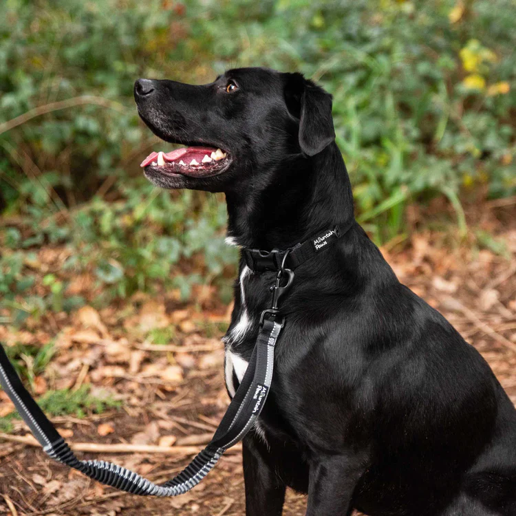 Mountain Paws Stretch Dog Lead - Image 3