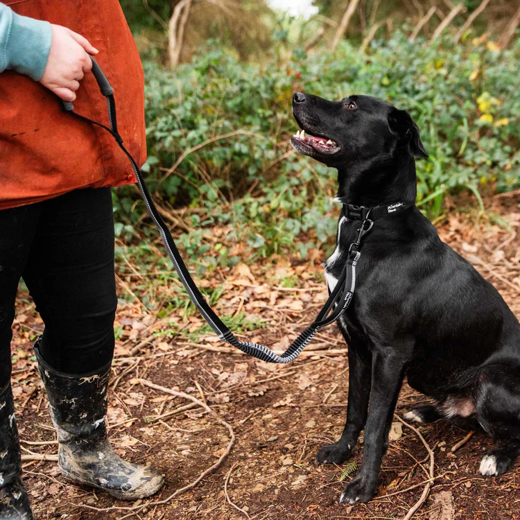 Mountain Paws Stretch Dog Lead - Image 4