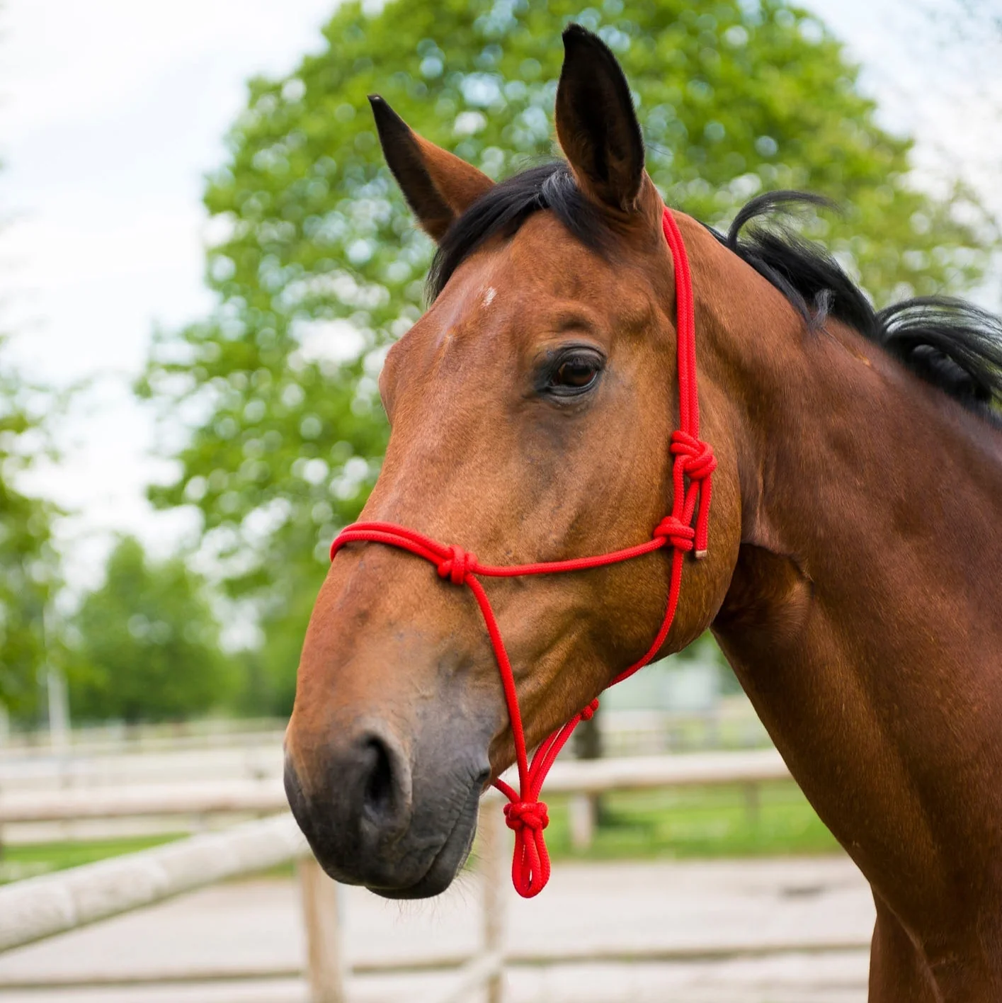 Norton First Rope Headcollar - Image 6