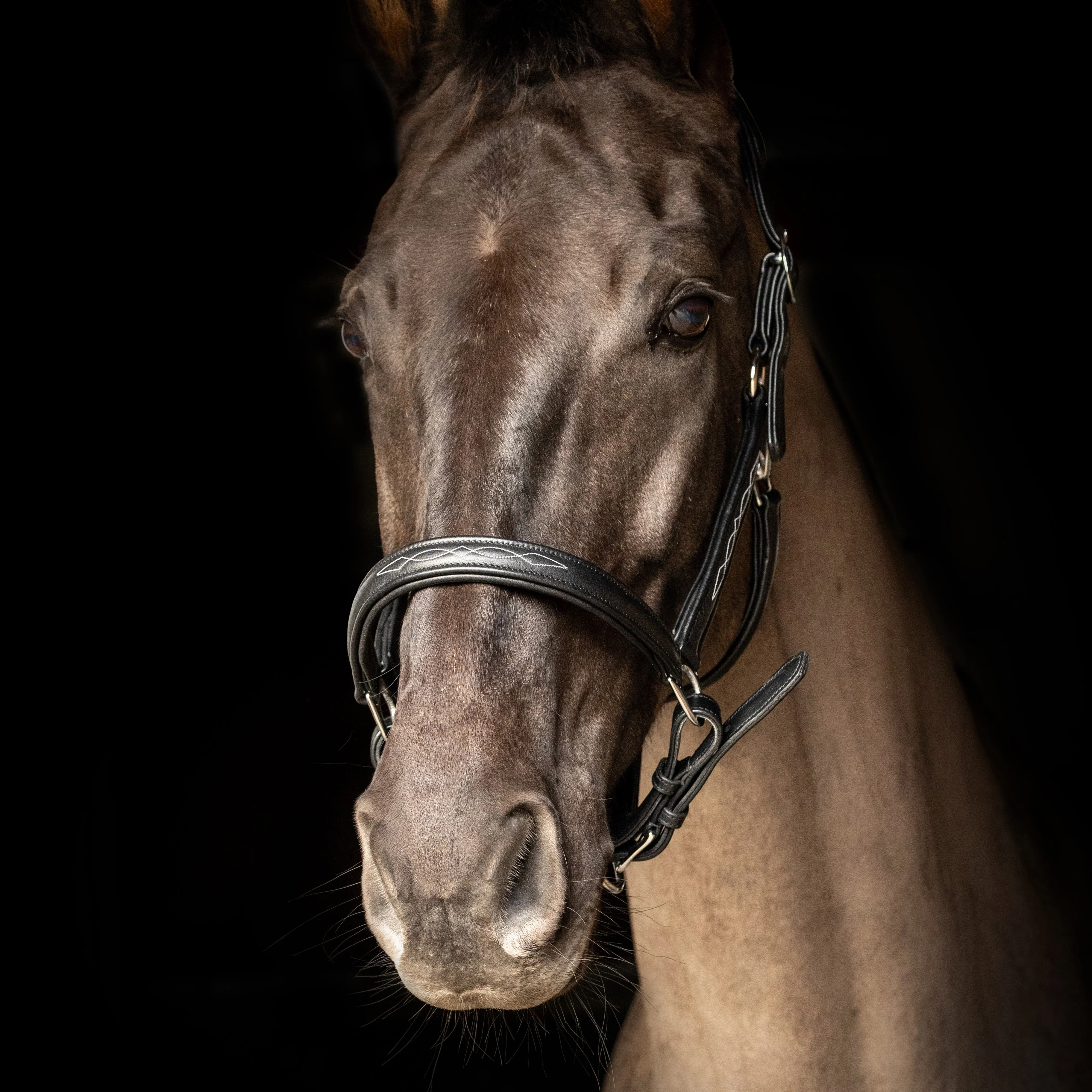 ProPresicce Softy Leather Head Collar by Hy Equestrian - Image 2
