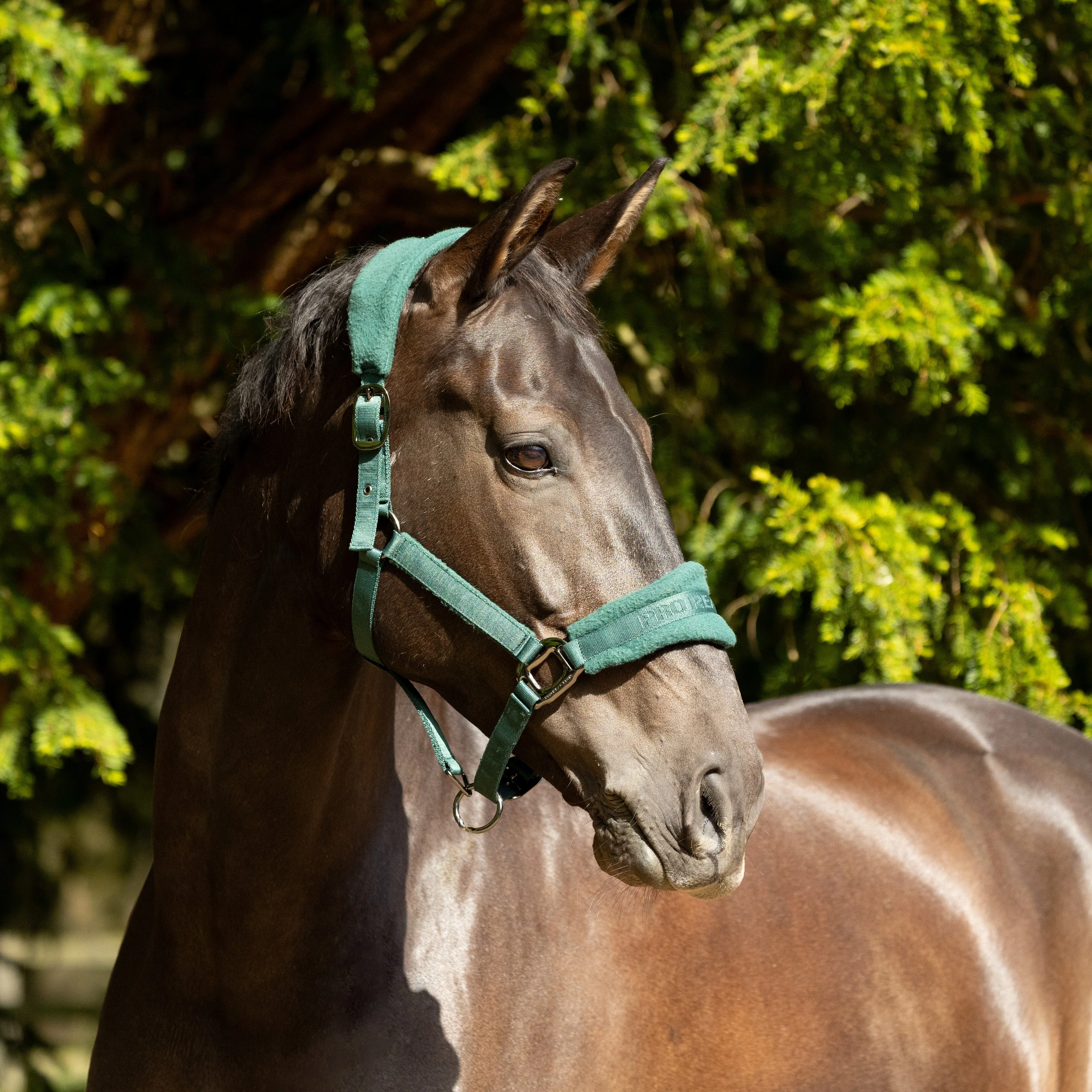 ProReaction Dura Fleece Head Collar by Hy Equestrian - Image 5