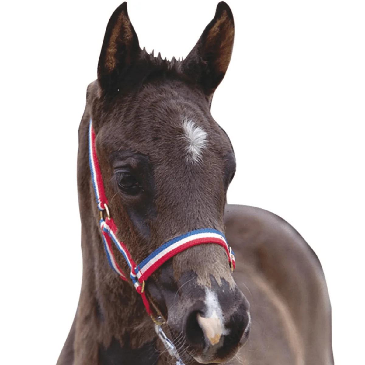 Roma Foal Headcollar - Image 3