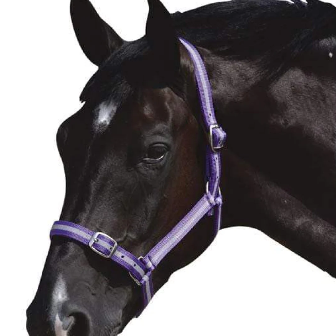 Roma Head Collar & Lead Set - Image 3