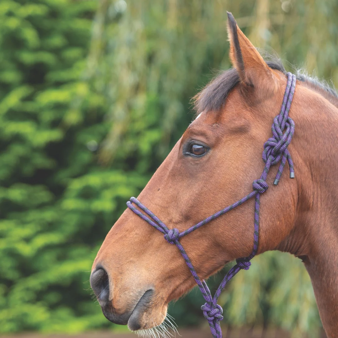 Shires Rope Control Headcollar - Image 4