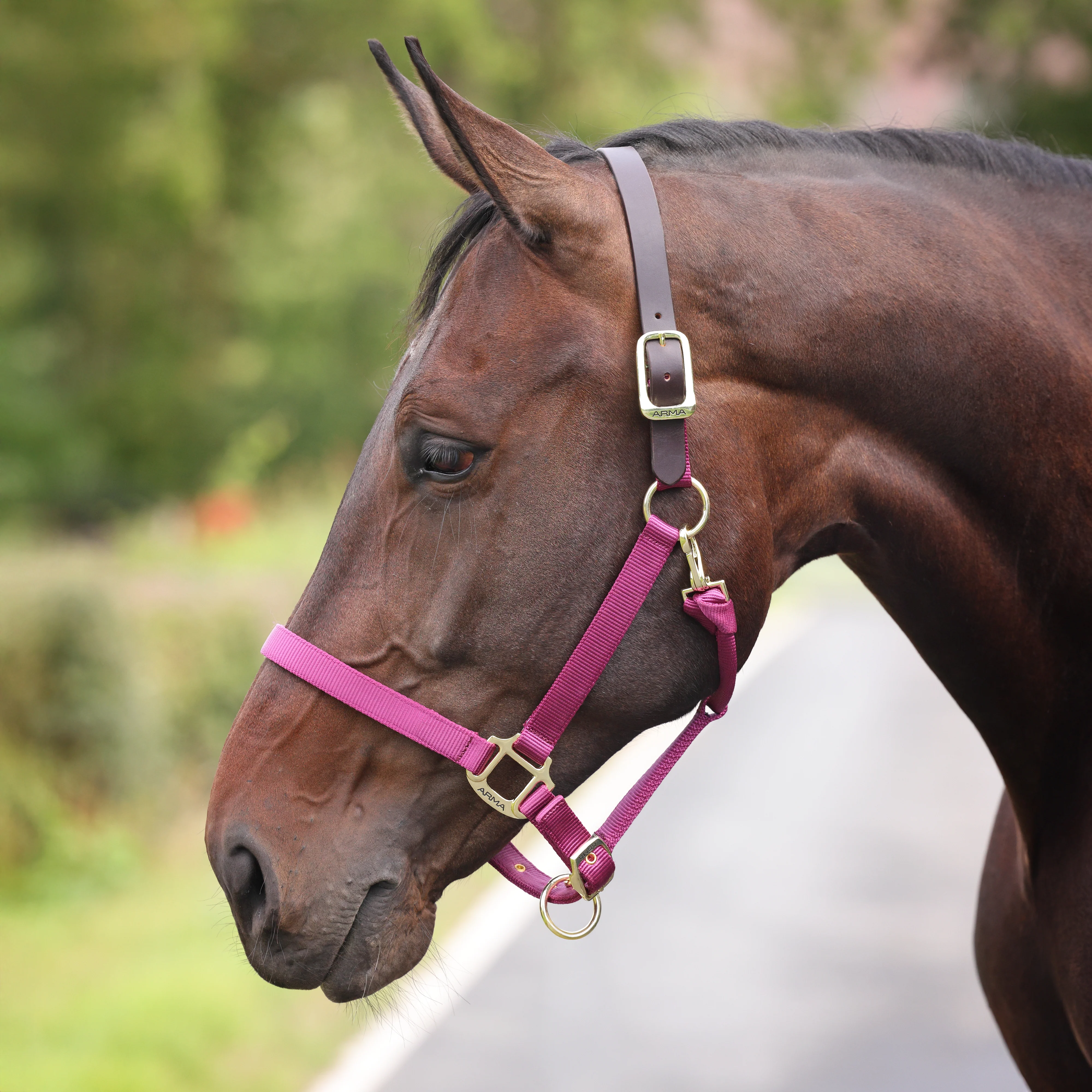 Shires ARMA Premium Adjustable FieldSafe Headcollar - Image 33