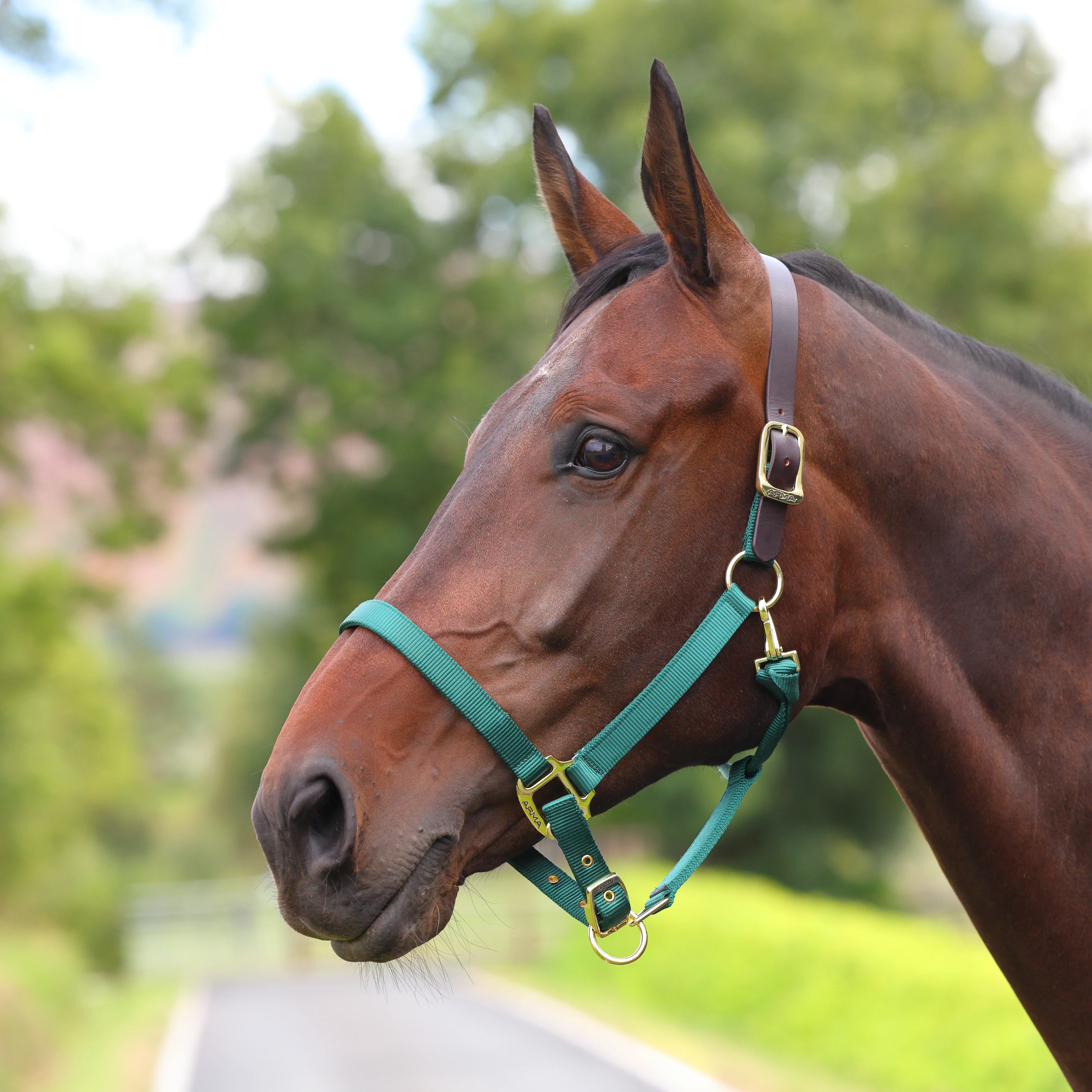 Shires ARMA Premium Adjustable FieldSafe Headcollar - Image 37