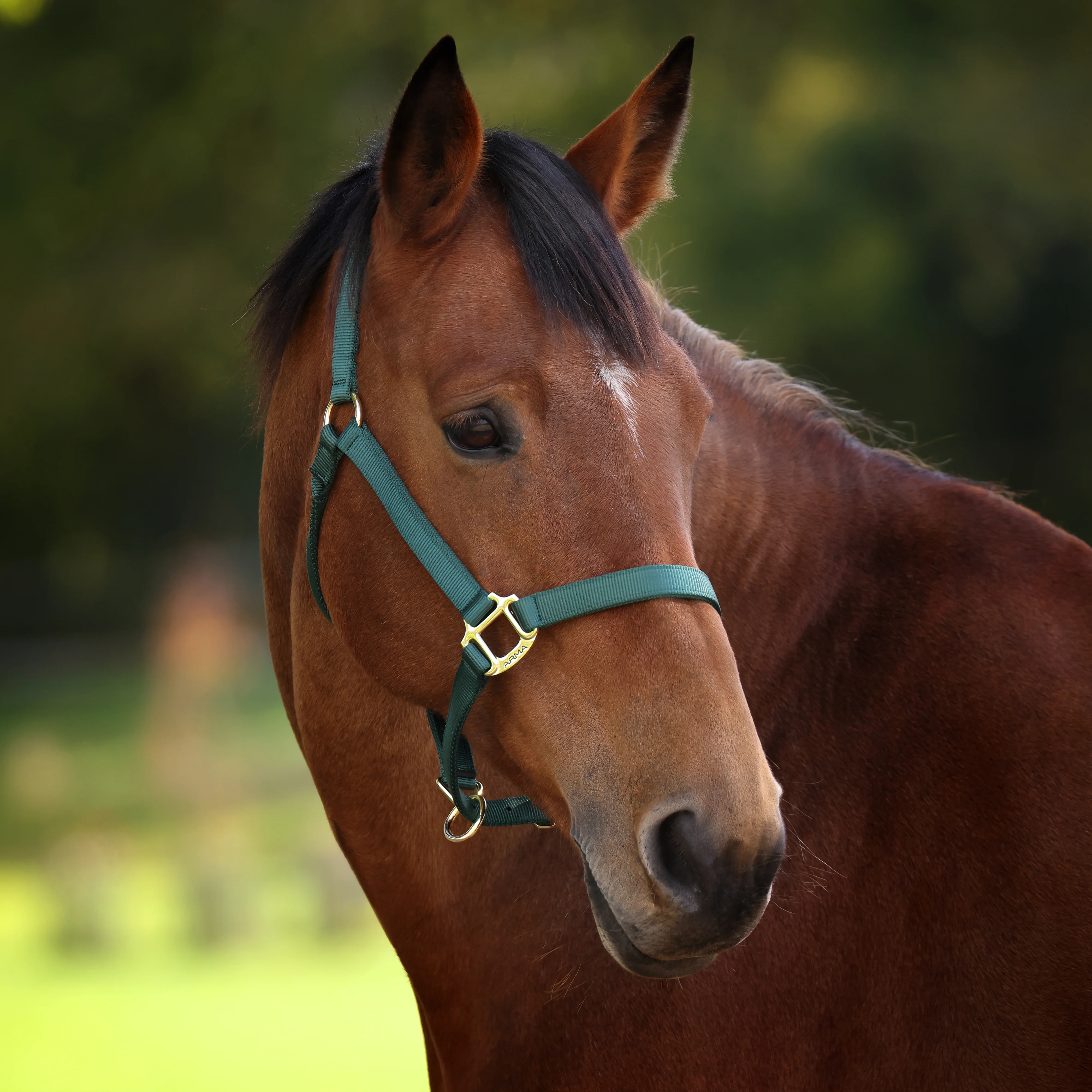 Shires ARMA Premium Adjustable Headcollar - Image 19
