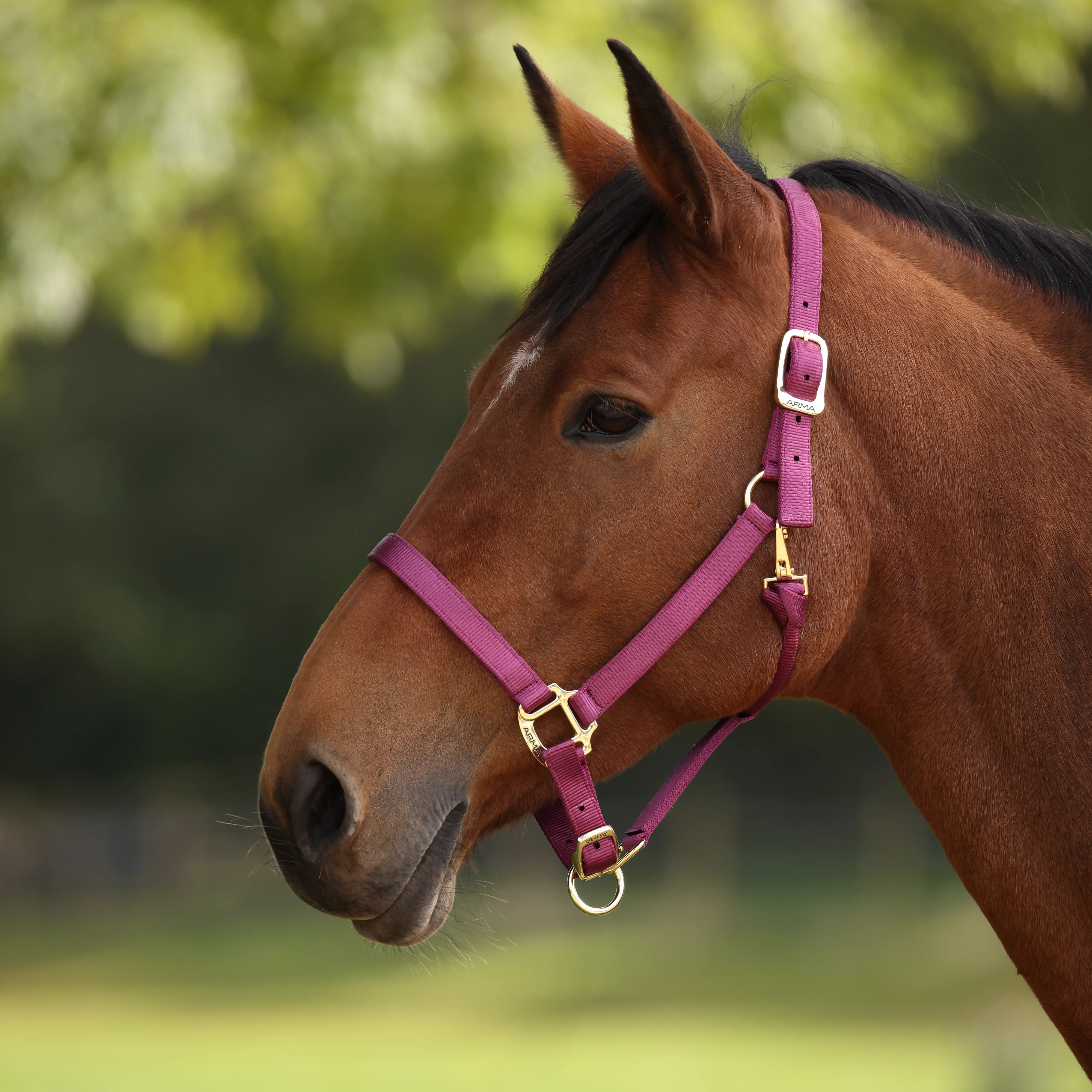Shires ARMA Premium Adjustable Headcollar - Image 32