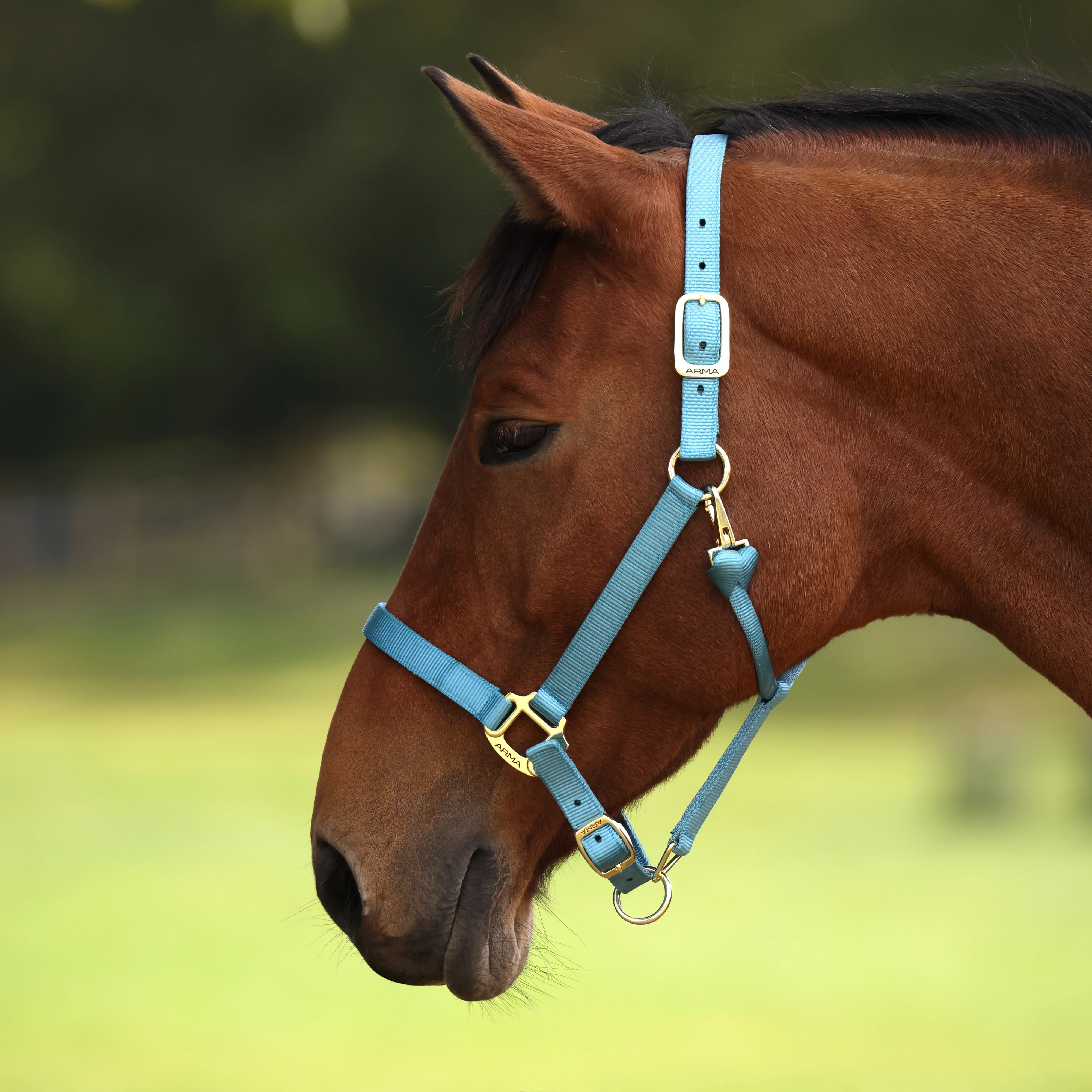 Shires ARMA Premium Adjustable Headcollar - Image 45