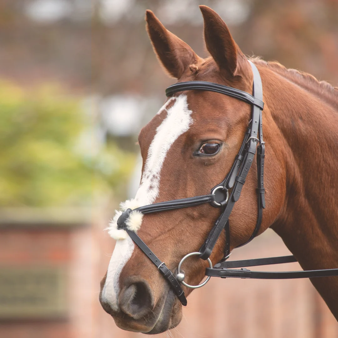 Shires Velociti GARA Mexican Bridle - Image 2