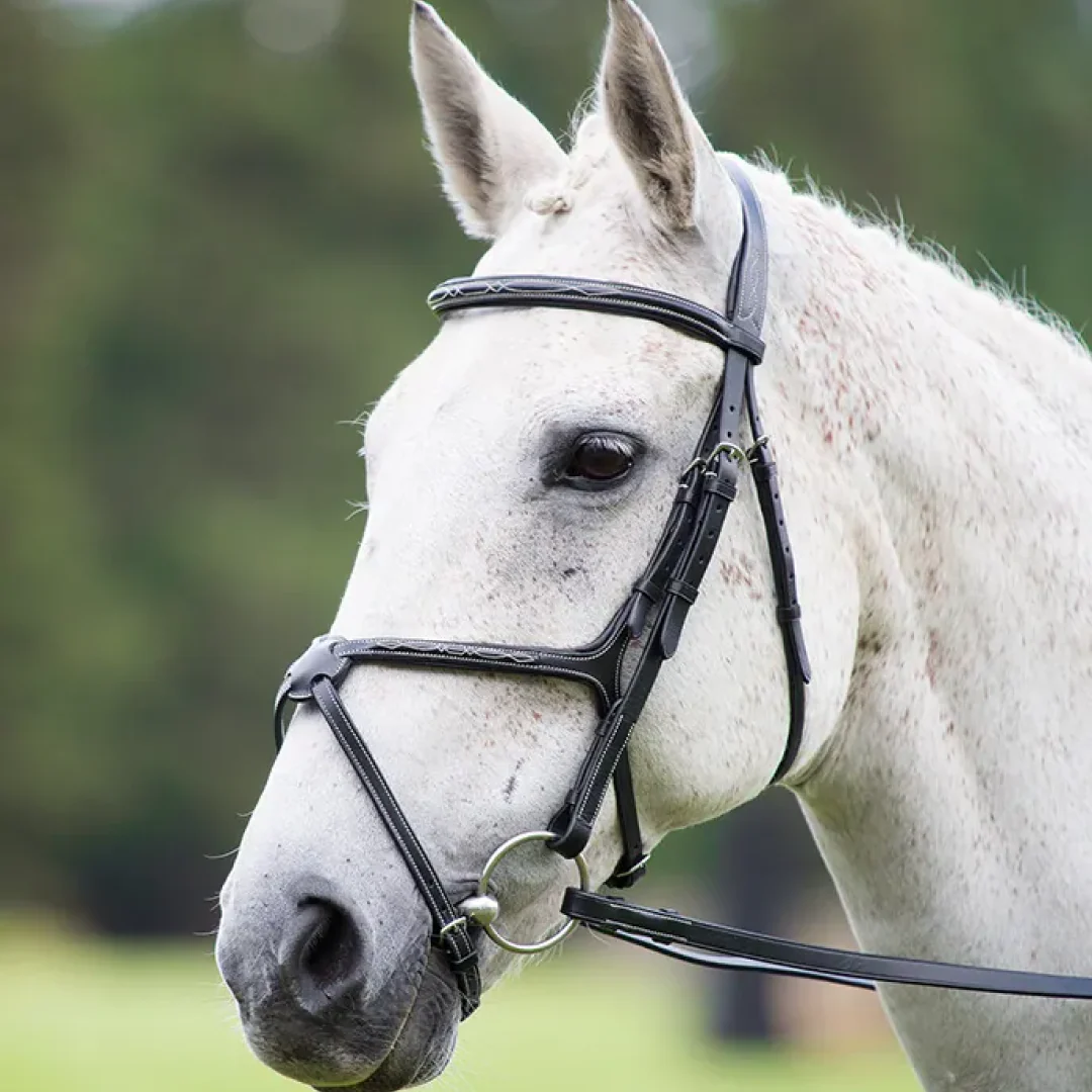 Shires Avignon Grackle Bridle - Image 3