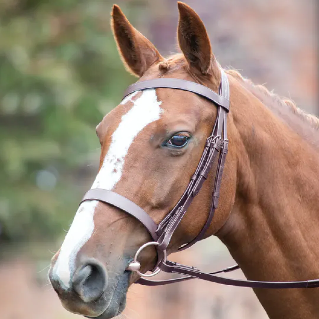 Shires Avignon Hunter Cavesson Bridle - Image 3