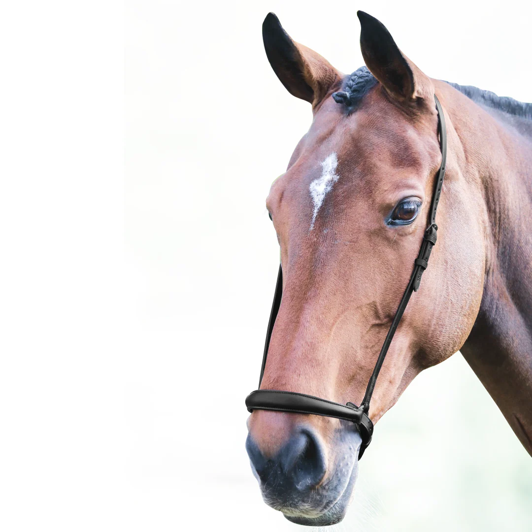 Shires Velociti GARA Drop Noseband