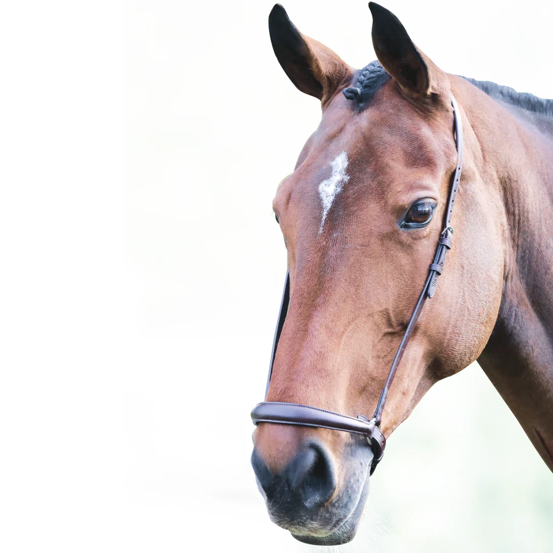 Shires Velociti GARA Drop Noseband - Image 2