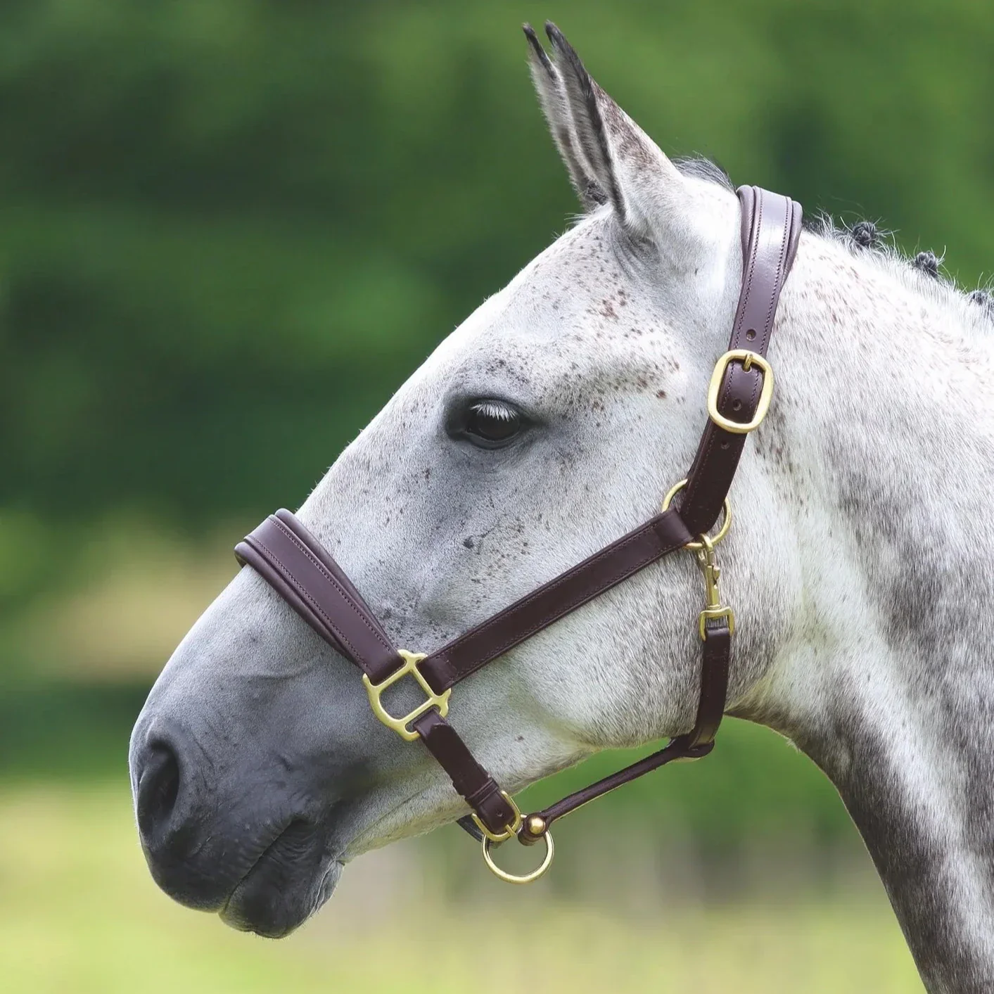 Shires Velociti GARA Leather Travel Headcollar