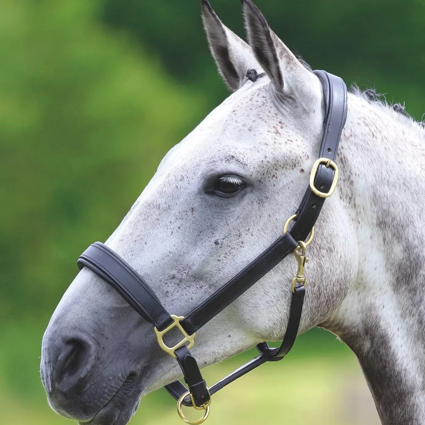 Shires Velociti GARA Leather Travel Headcollar - Image 2