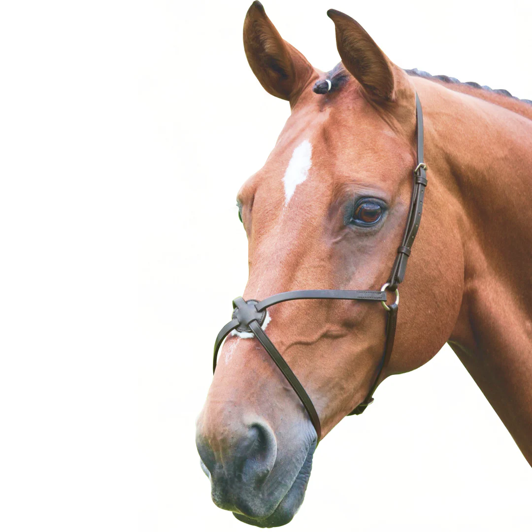 Shires Velociti GARA Mexican Noseband - Image 2