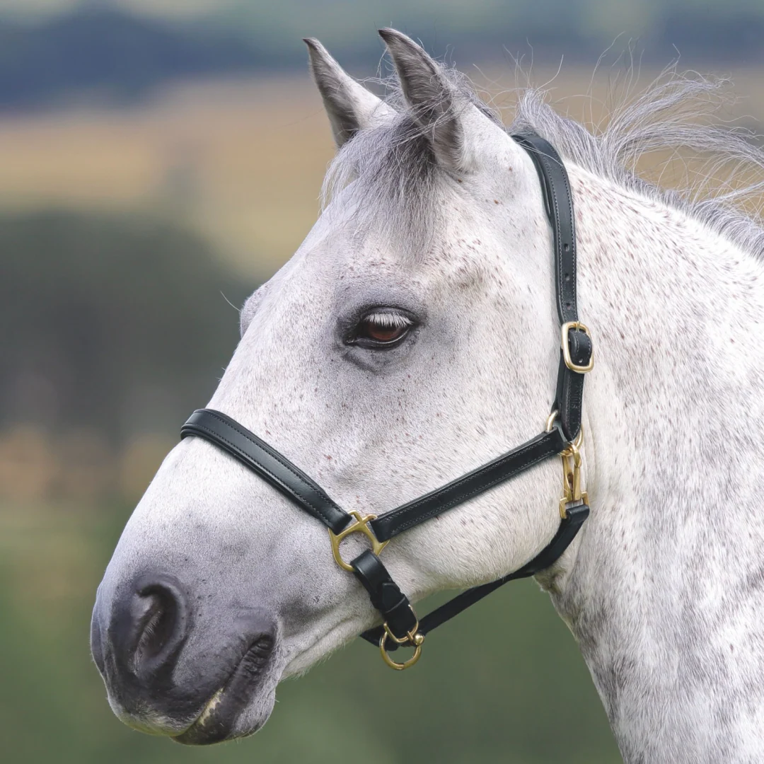 Shires Velociti GARA Ragley Lined Leather Headcollar - Image 2