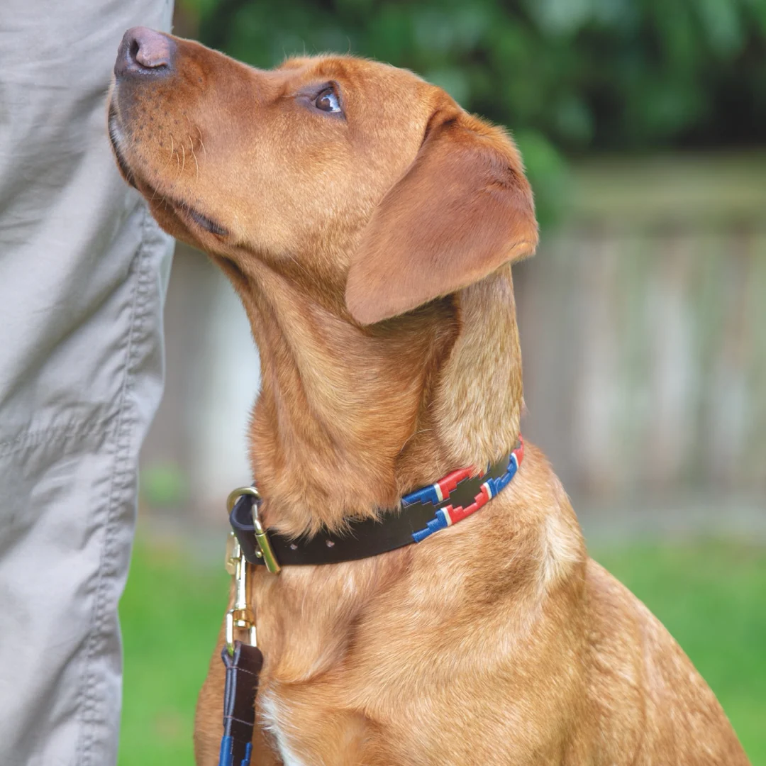 Shires Digby & Fox Drover Polo Dog Collar - Image 7