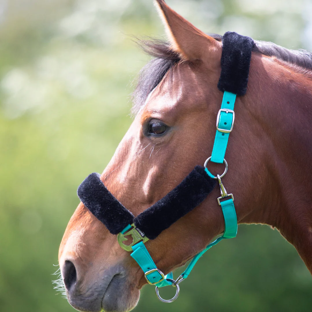Shires Fleece Lined Headcollar - Image 4