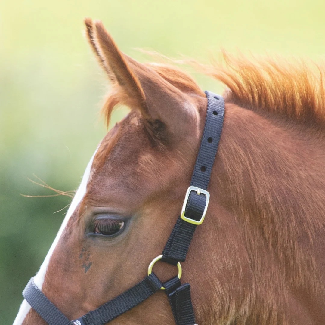 Shires ARMA Foal Headcollar - Image 2