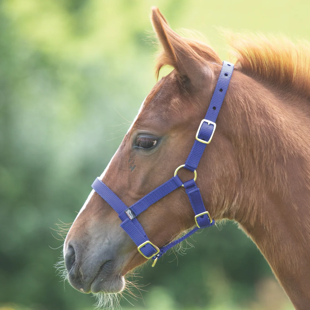 Shires ARMA Foal Headcollar - Image 3
