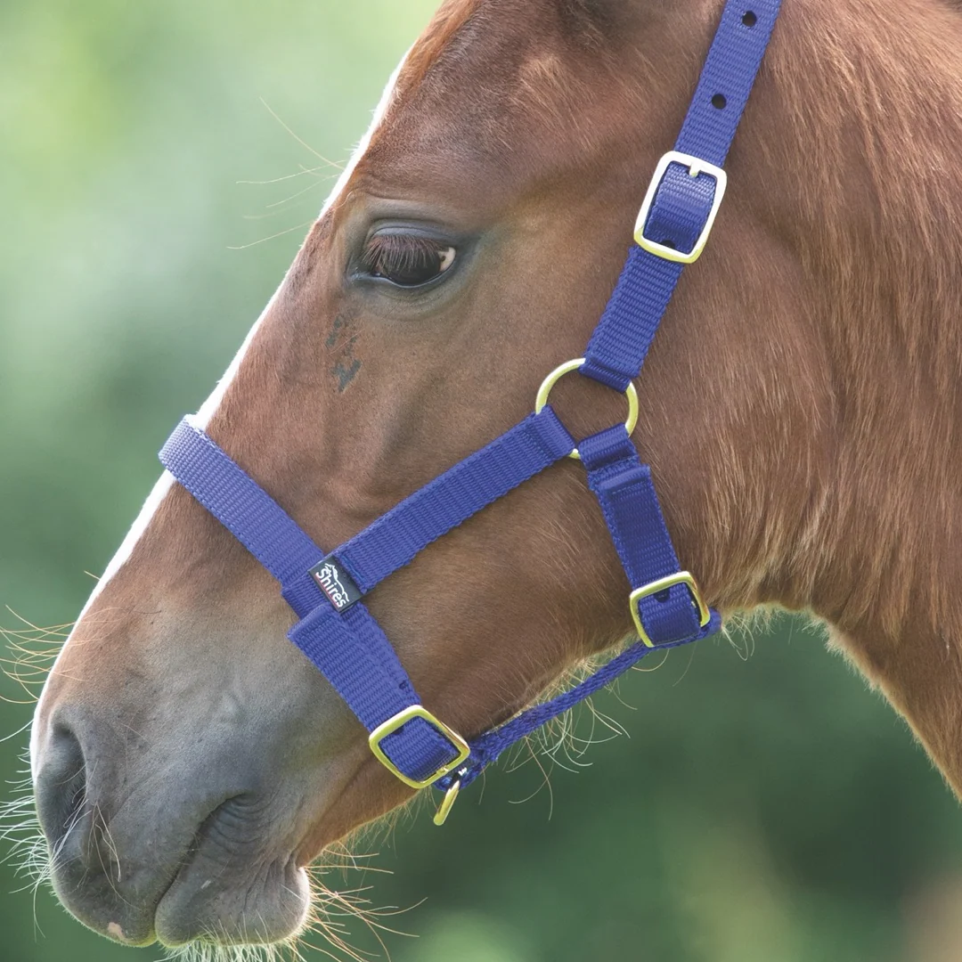 Shires ARMA Foal Headcollar - Image 4